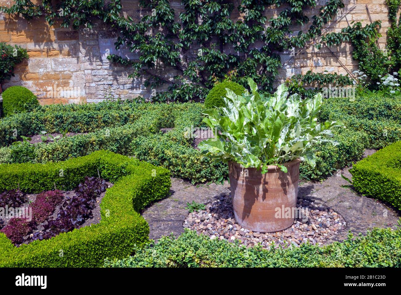 Horseradish in a clay pot, lettuce and herbs growing in plots enclosed by a trimmed hedge in a summer Ornamental vegetable garden . Stock Photo