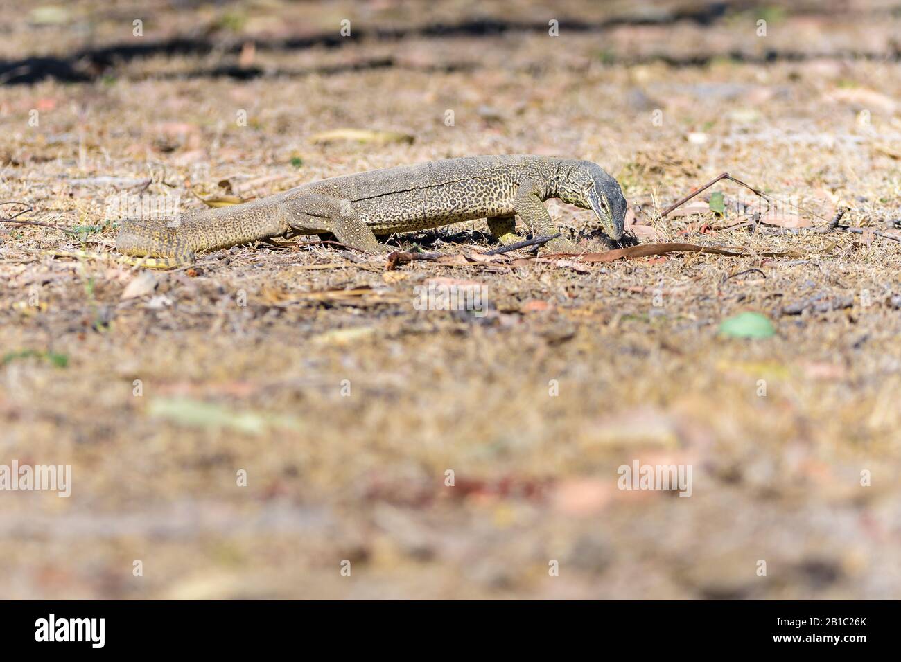 An Australian sand goanna on the prowl for a mornings meal in the Cape York country in Australia. Stock Photo
