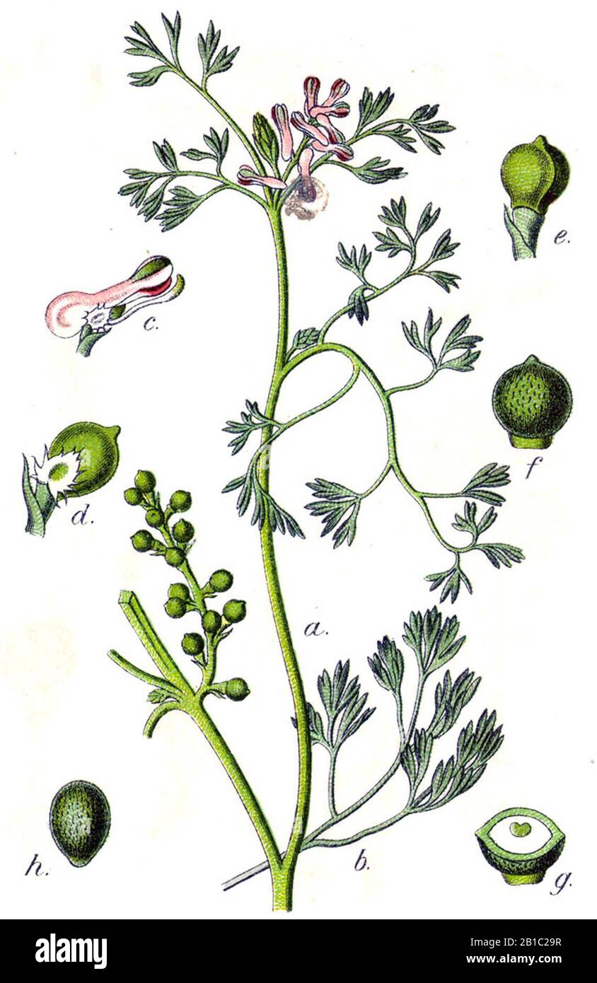 Fumaria parviflora Sturm48. Stock Photo