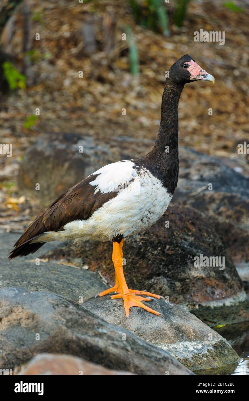 A wary female magpie goose stands on a rocky edge of a waterhole in North Queensland, Australia Stock Photo