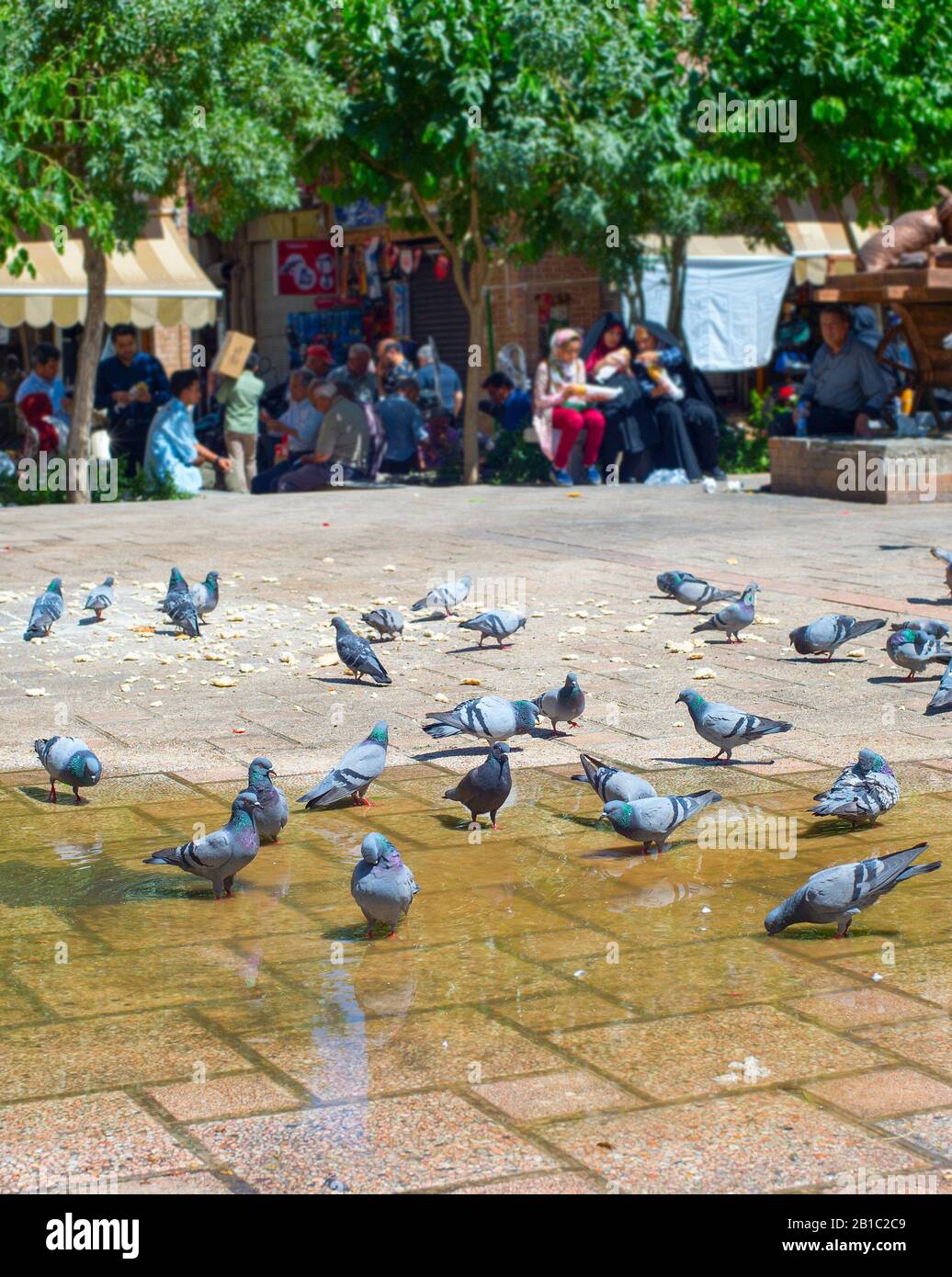 Pigeons bathing in a puddle on a central square of Tehran, Iran Stock Photo