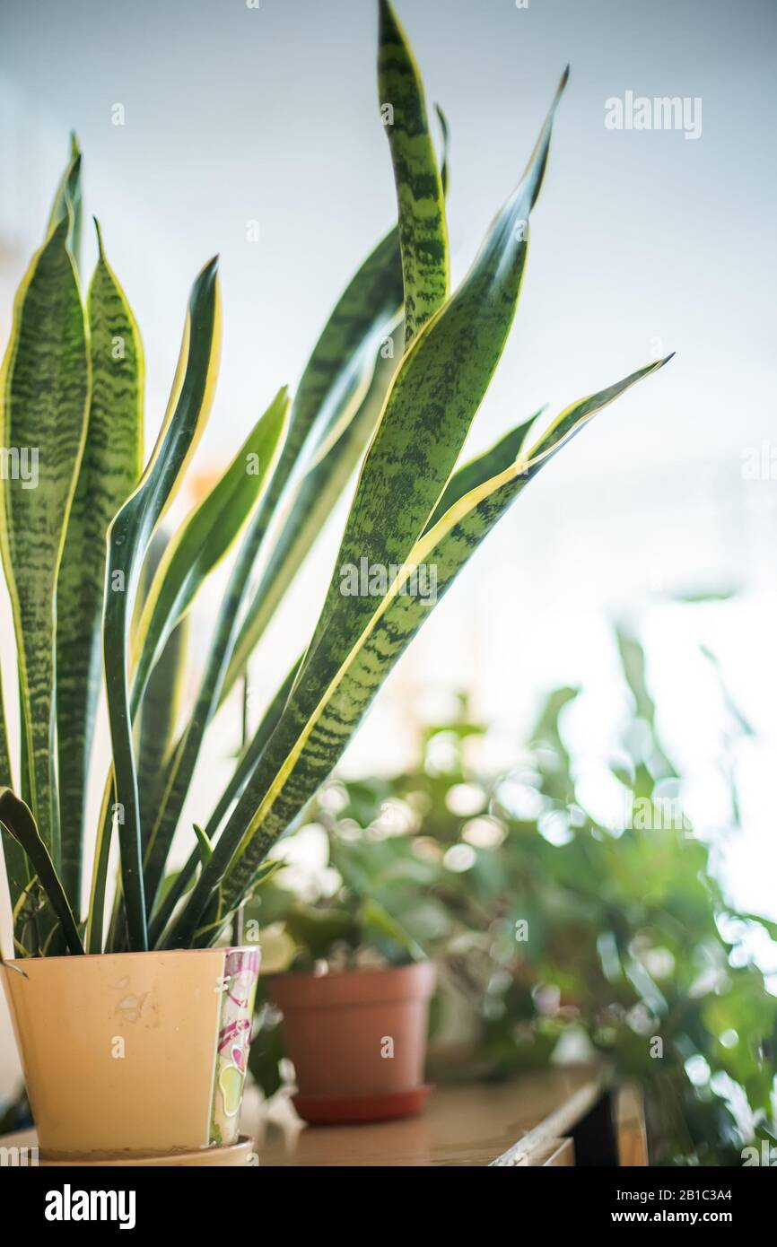 Sansevieria, mother-in-law's tongue, devil's tongue, jinn's tongue, bow string hemp, snake plant and snake tongue in orange pot on shelf in classroom. Stock Photo