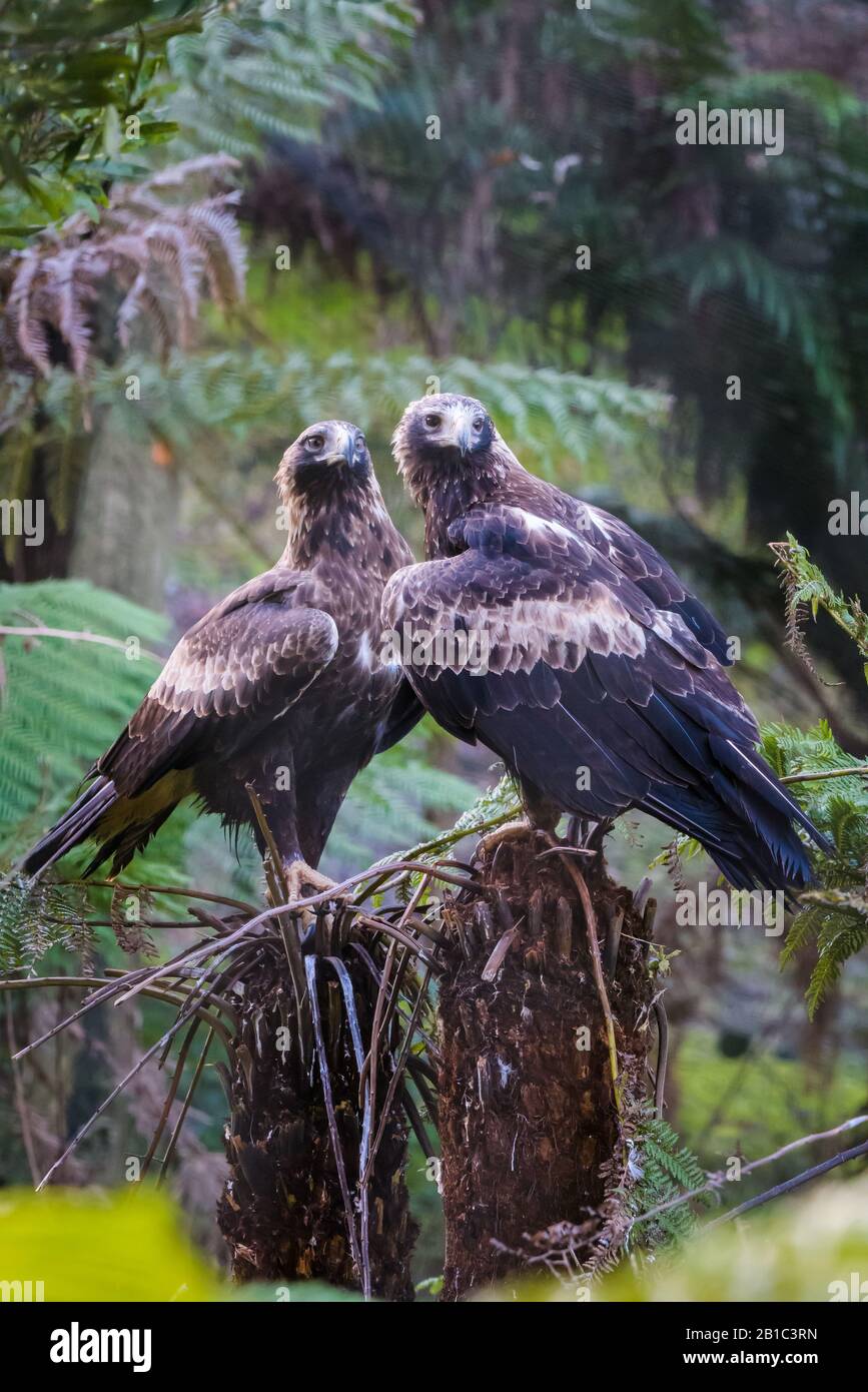Two juvenile wedge-tailed eagle sit perched on a fern tree stump on the edge of a forested area in Tasmania, Australia Stock Photo