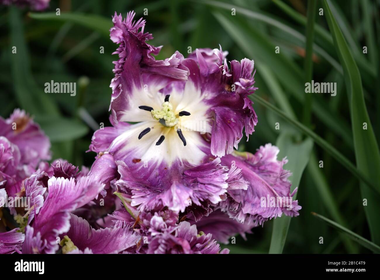 Tulip close up purple and white Stock Photo - Alamy