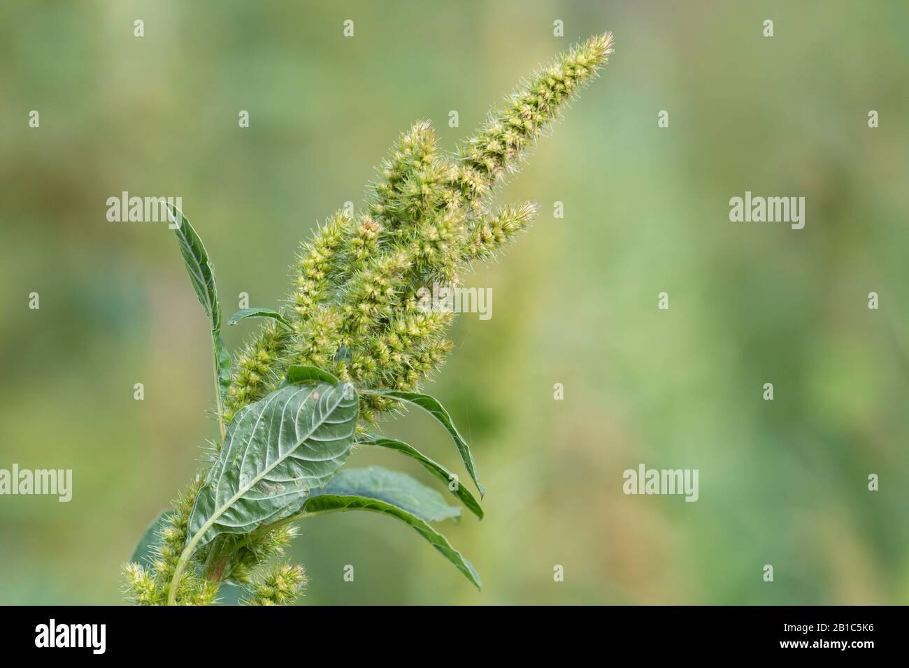 Close up of a millet plant in bloom Stock Photo Alamy