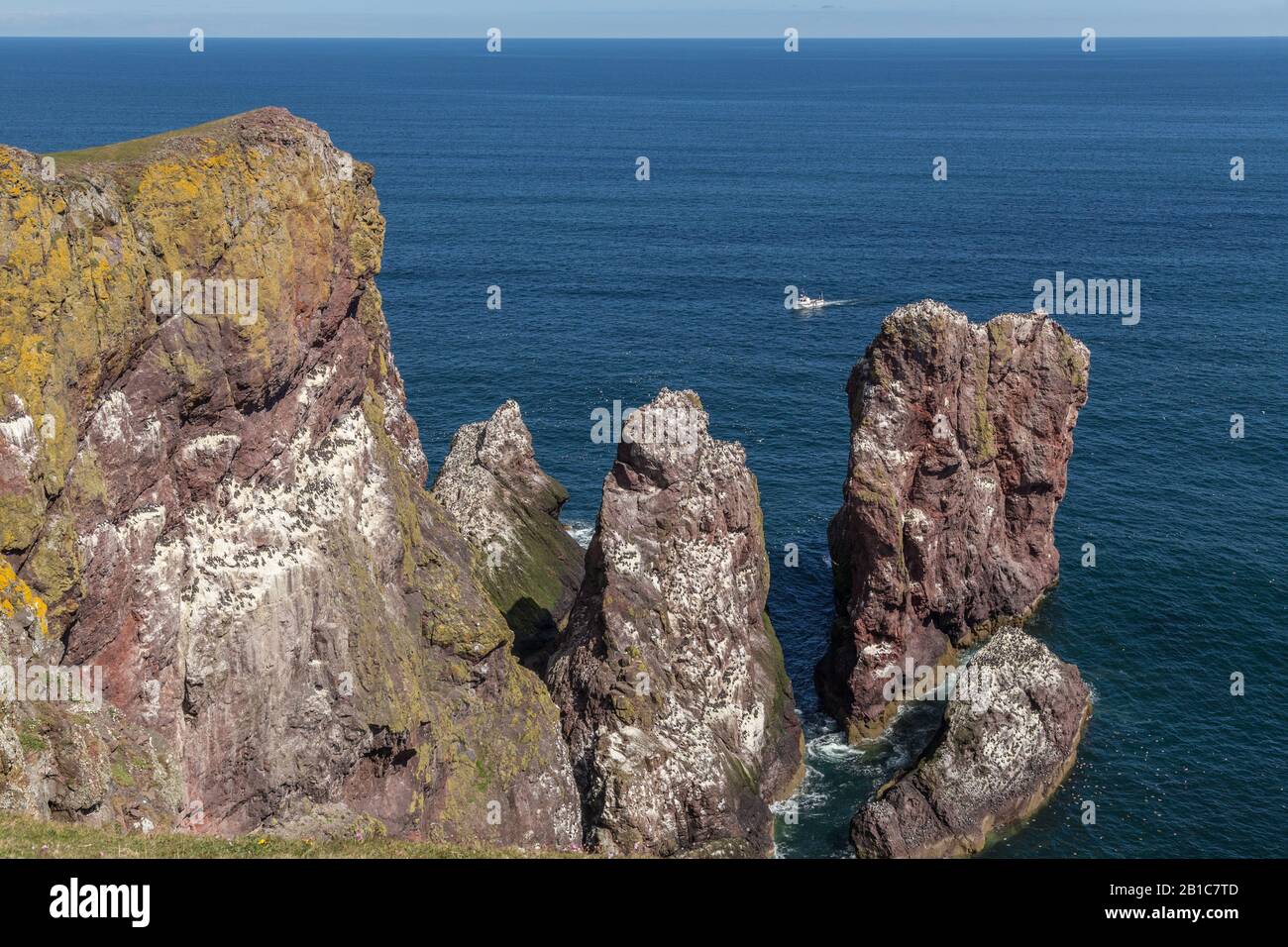 Dramatic cliffs and sea stacks ideal for nesting seabirds at St Abbs Head  Nature Reserve, Berwickshire, Scotland Stock Photo - Alamy