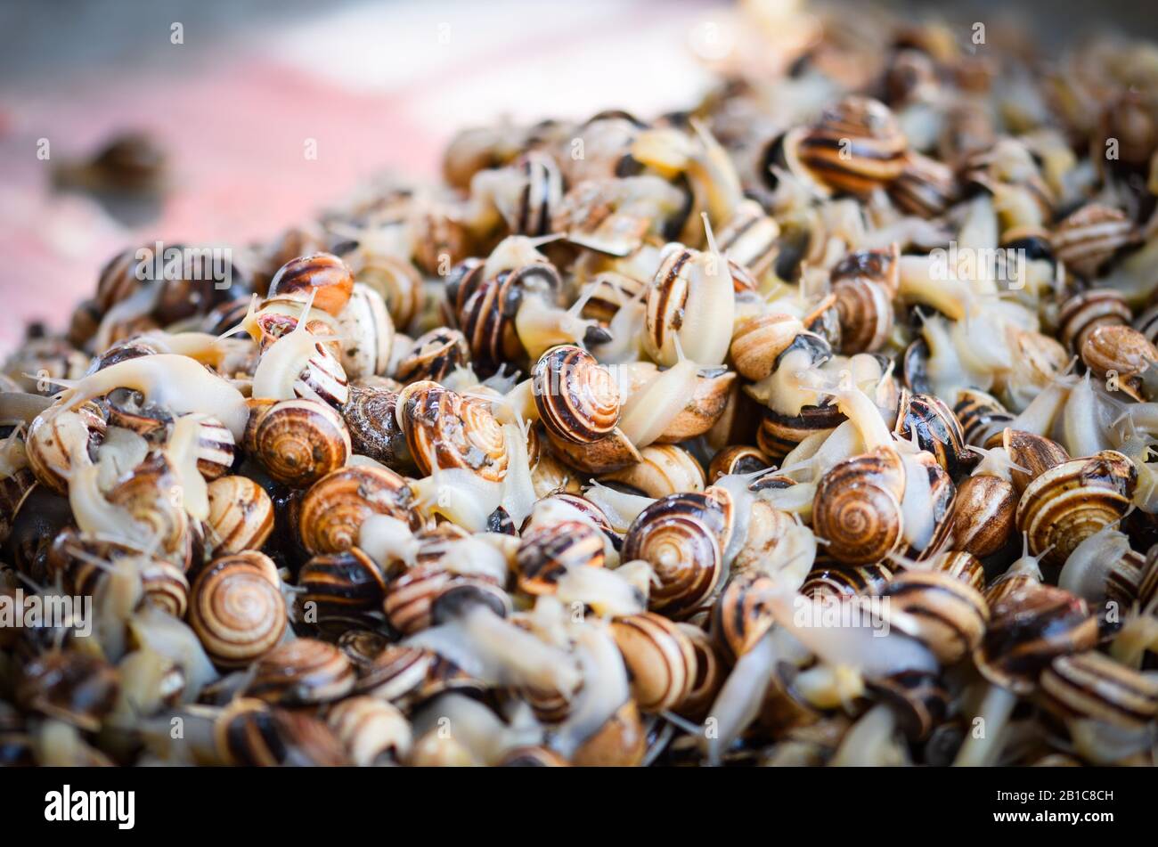 fresh mix seafood within the fish market - octopus, shells, oysters ...