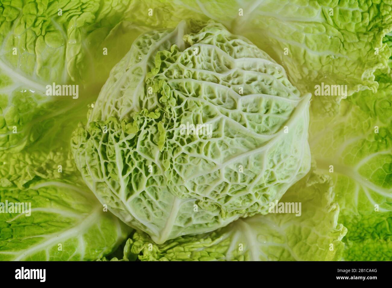Savoy cabbage isolated Stock Photo - Alamy