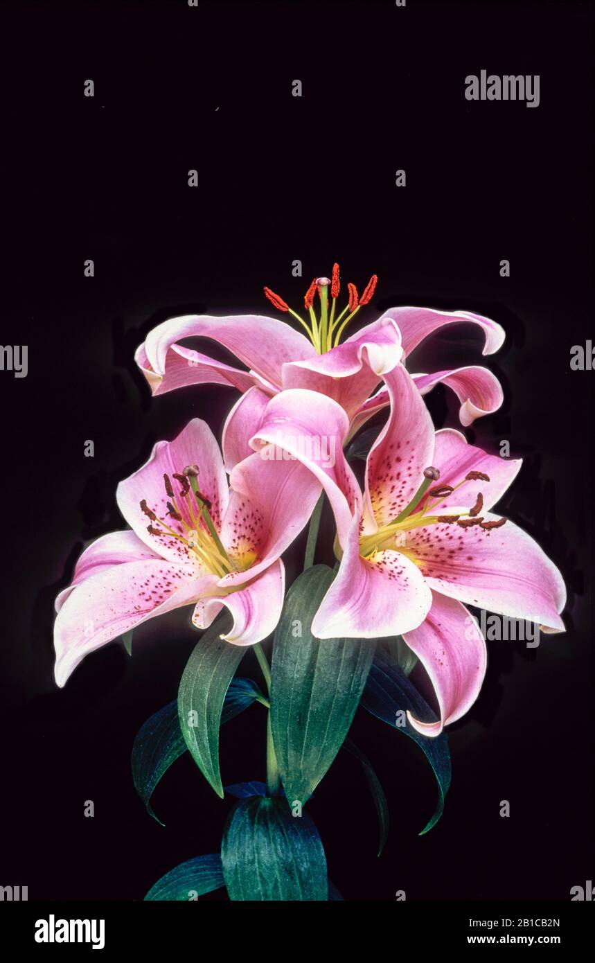 Pink and white Oriental lily Mona Lisa against a black background.  A 7d) sub-division lily with bowl shaped flowers Stock Photo