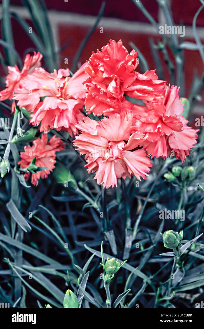 Close up of Dianthus Devon Flame a double flower set against background of leaves.. An evergreen perennial that is fully hardy. Stock Photo