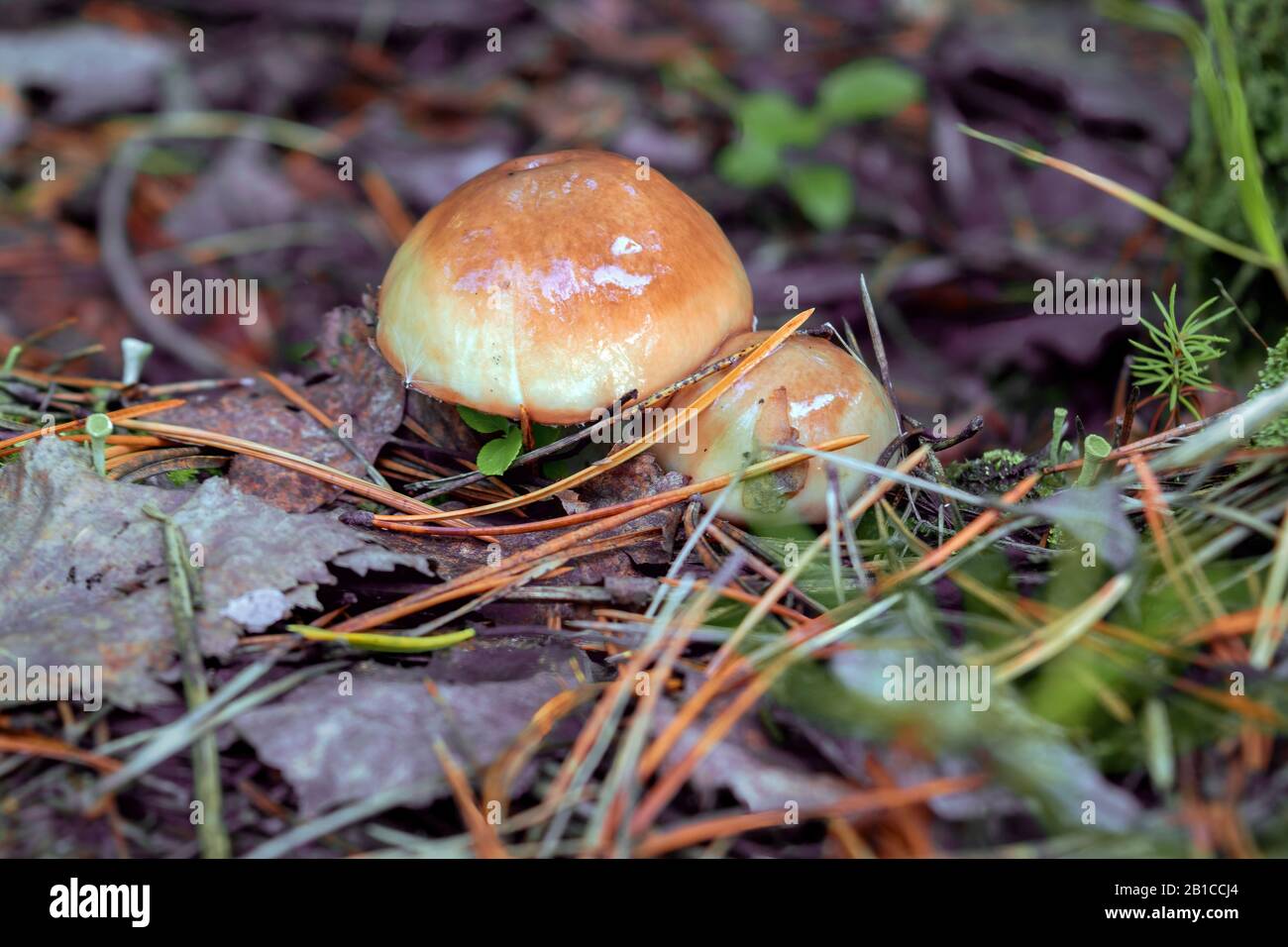 Close-up a of mushrooms in the natural environment Forest mushroom. Stock Photo