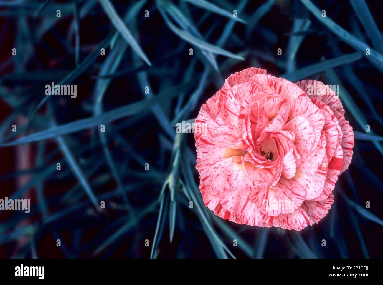 Close up of Dianthus Strawberries and Cream flower set against background of leaves.. An evergreen perennial that is fully hardy. Stock Photo