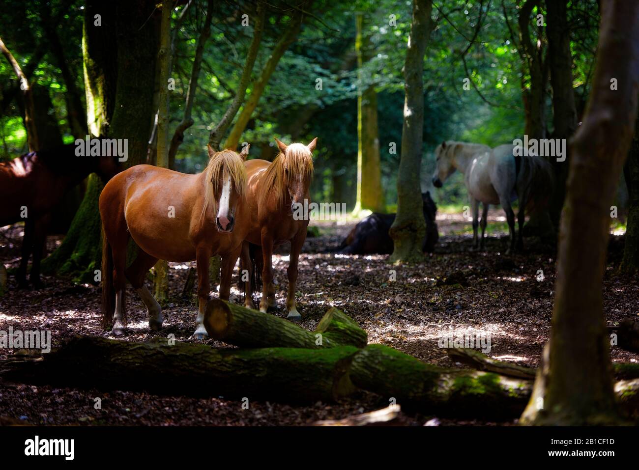 New Forest Ponies in Hampshire UK Stock Photo