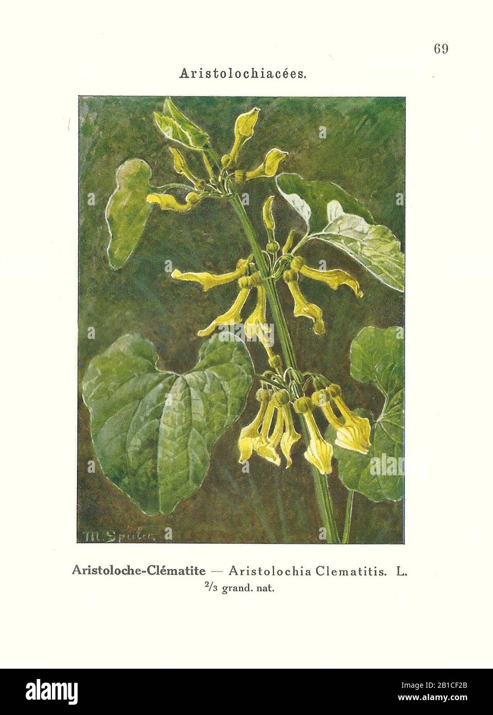 Pcs - 10x Aristoloche Littoralis Strand Sifflement Des Vents Jardin Plantes - Graines ID999 - Seeds & Plants Shop By Ipsa