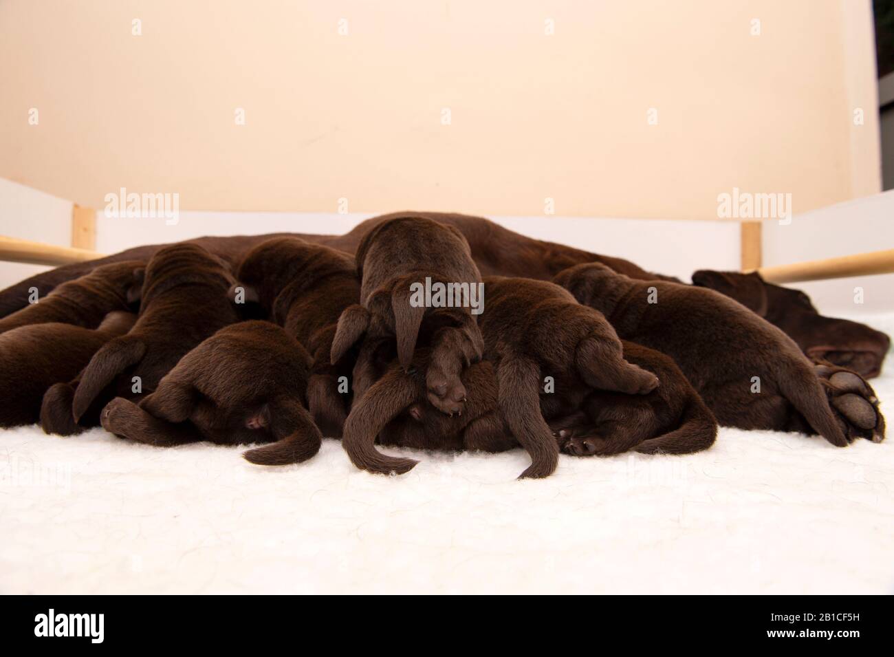 A litter of chocolate Labrador puppies with their mother in a whelping box Stock Photo