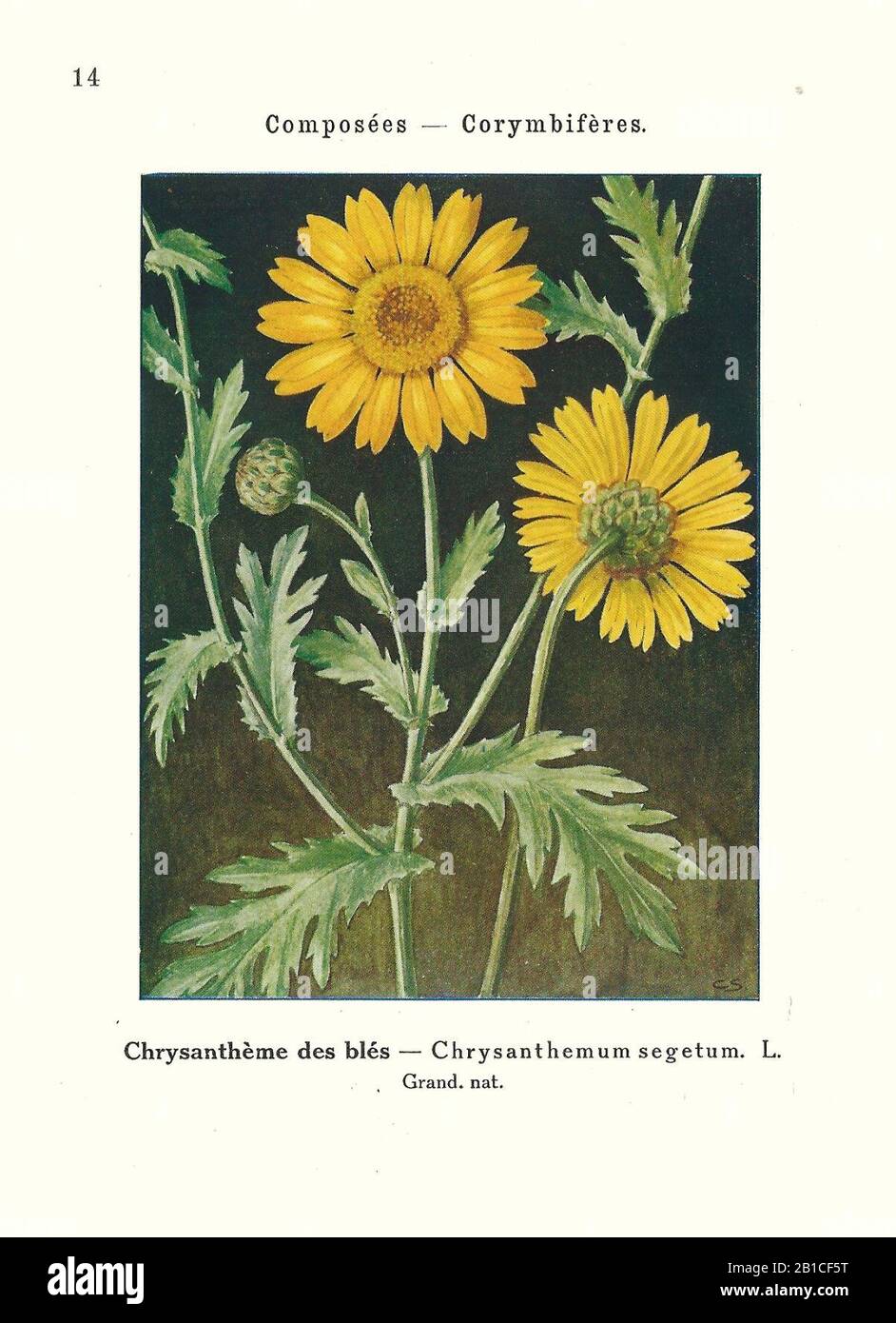 Gadeceau-adventices-chrysanthème des moissons. Stock Photo