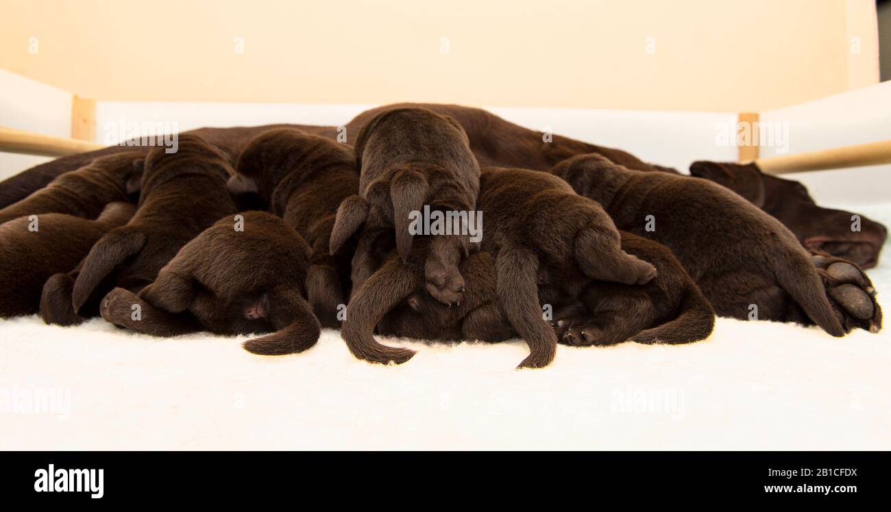 A litter of chocolate Labrador puppies with their mother in a whelping box Stock Photo