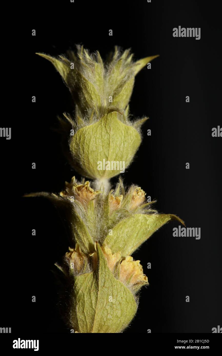Berg tea macro background high quality sideritis scardica Stock Photo ...
