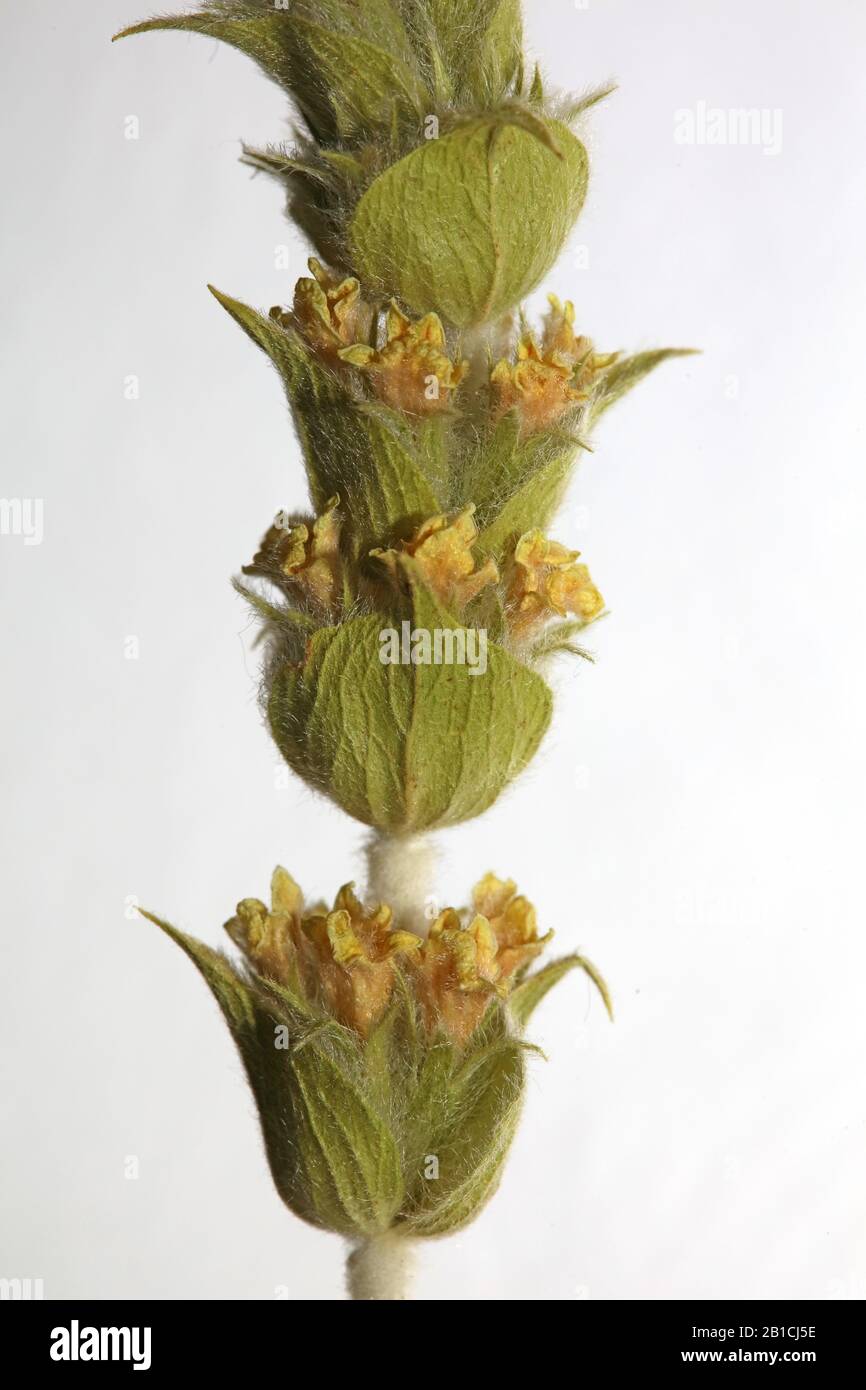 Berg tea macro background high quality sideritis scardica Stock Photo ...