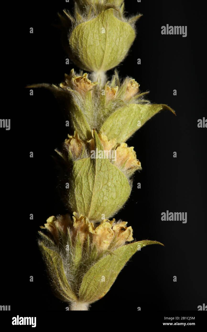 Berg tea macro background high quality sideritis scardica Stock Photo ...