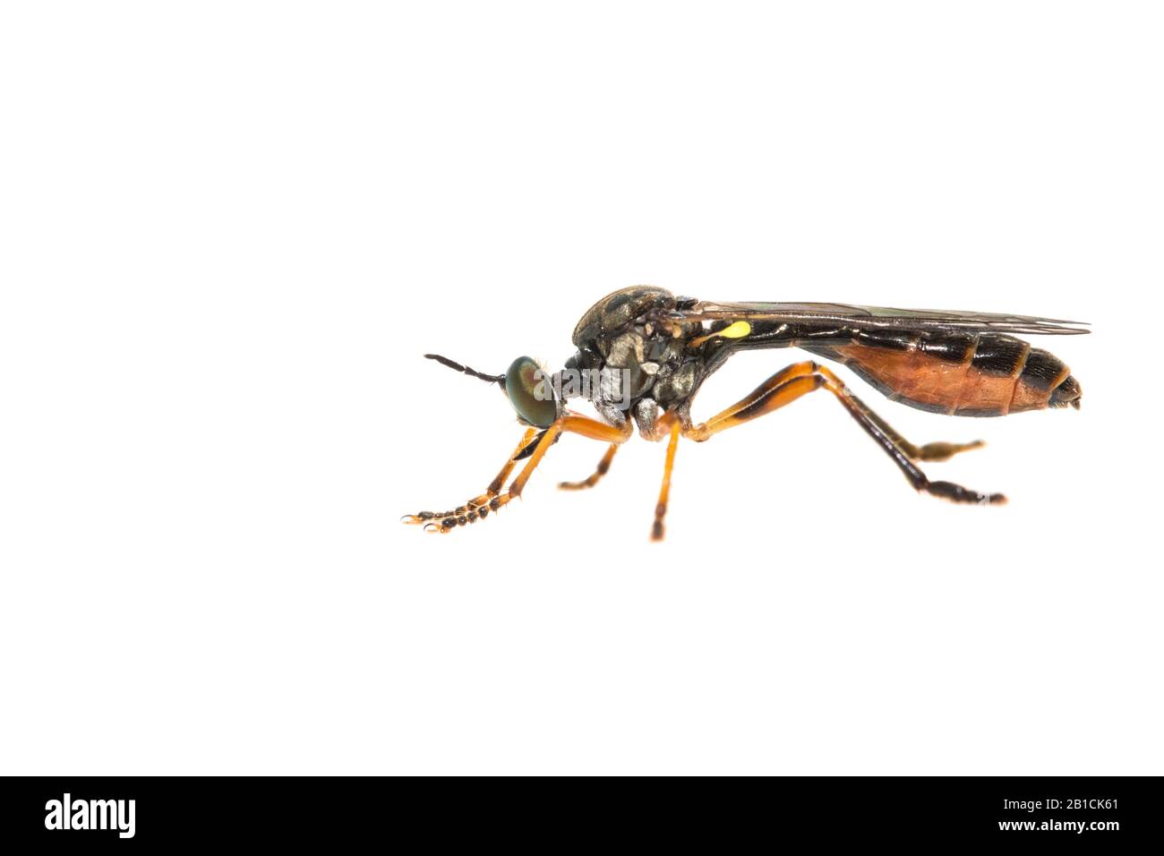 Robber Fly (Dioctria hyalipennis), cut-out, Netherlands Stock Photo