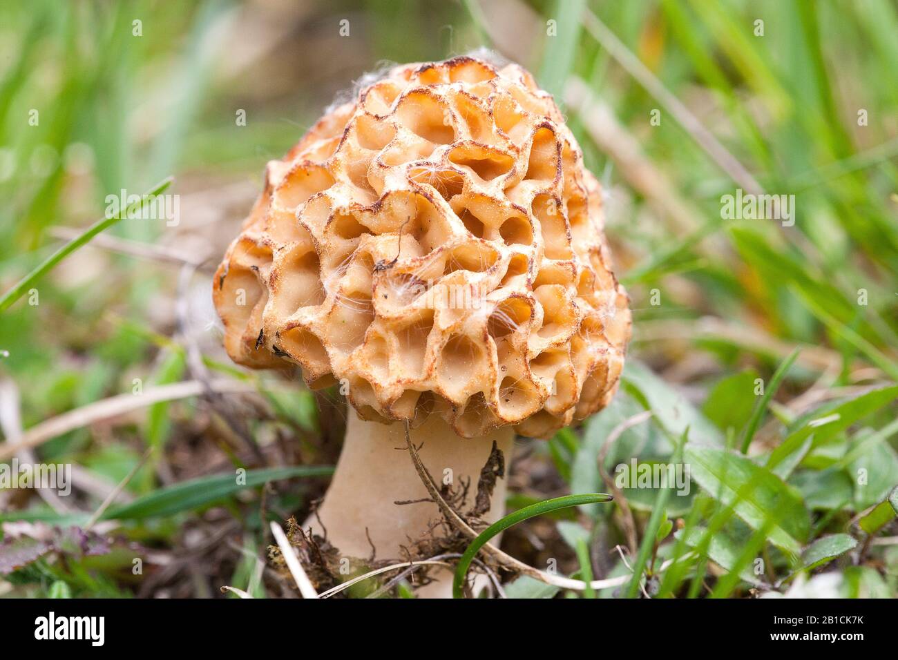 Morchella true morels hires stock photography and images Alamy