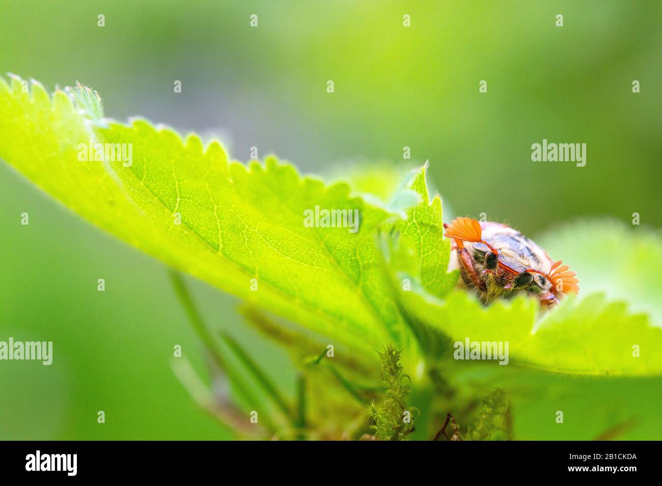 Common cockchafer, Maybug, Maybeetle (Melolontha melolontha), sitting on a leaf, Netherlands, Frisia, Delleboersterheide Stock Photo