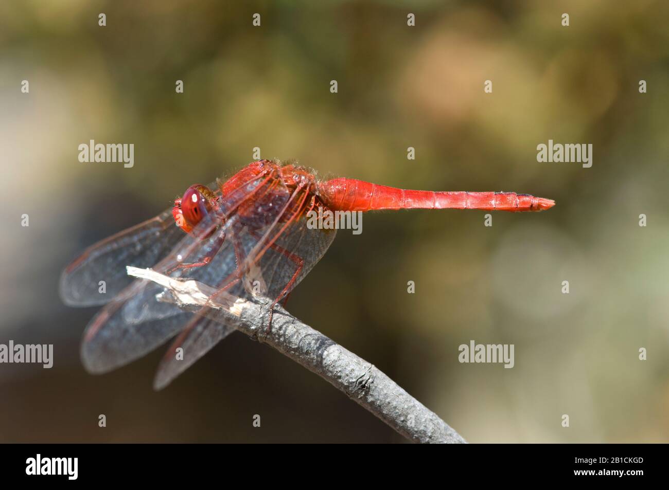 Broad Scarlet, Common Scarlet-darter, Scarlet Darter, Scarlet Dragonfly (Crocothemis erythraea, Croccothemis erythraea), male, Spain, Huelva Stock Photo