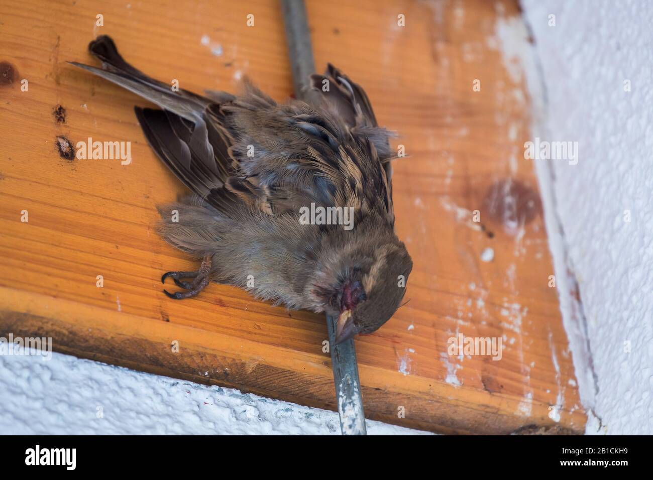house sparrow (Passer domesticus), dead female, catched in an arrester, Germany, Bavaria, Niederbayern, Lower Bavaria Stock Photo