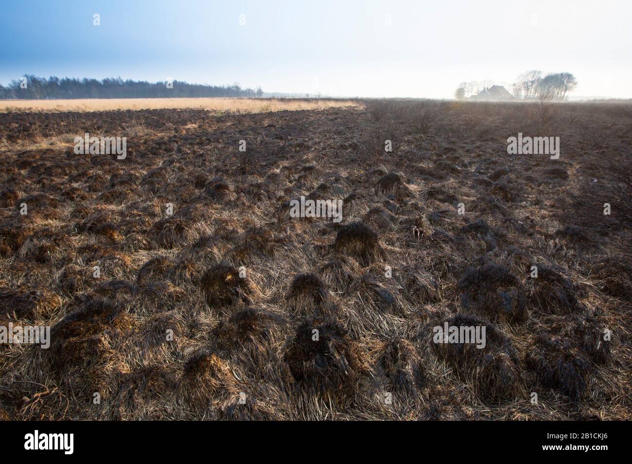 purple moor-grass (Molinia caerulea), burnt moor land Fochteloerveen, Netherlands, Drenthe, Fochteloo Stock Photo