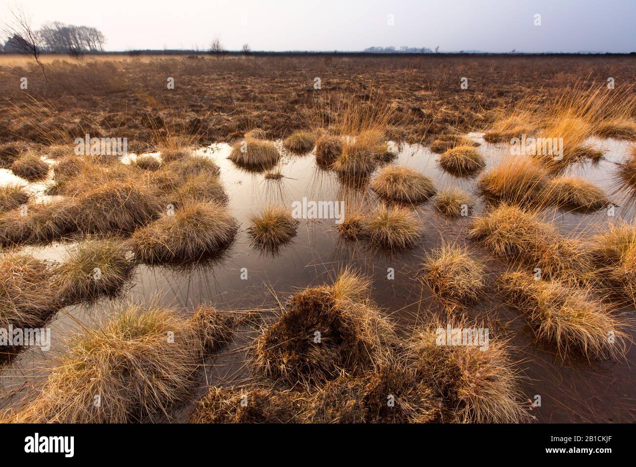 purple moor-grass (Molinia caerulea), burnt moor land Fochteloerveen, Netherlands, Drenthe, Fochteloo Stock Photo