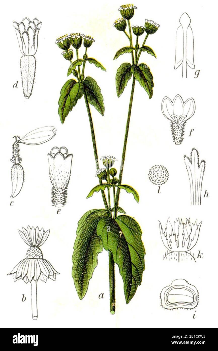 Galinsoga parviflora Sturm16. Stock Photo