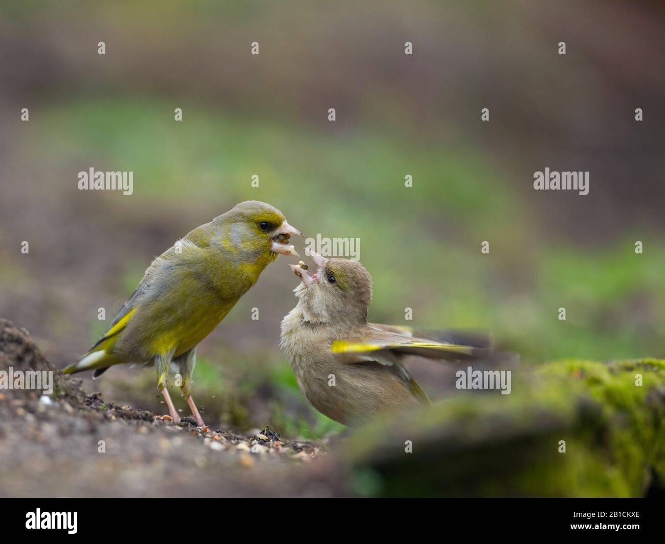 western greenfinch (Carduelis chloris, Chloris chloris), male feeding his female, side view, Netherlands, Overijssel, Lemelerberg Stock Photo