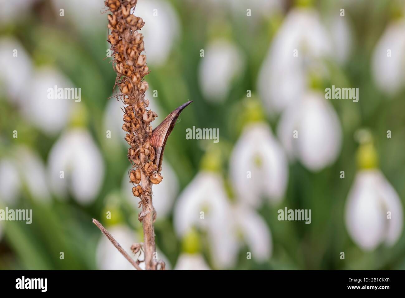 Orange-tip (Anthocharis cardamines), pupa at a infructescence, Germany, Bavaria, Niederbayern, Lower Bavaria Stock Photo
