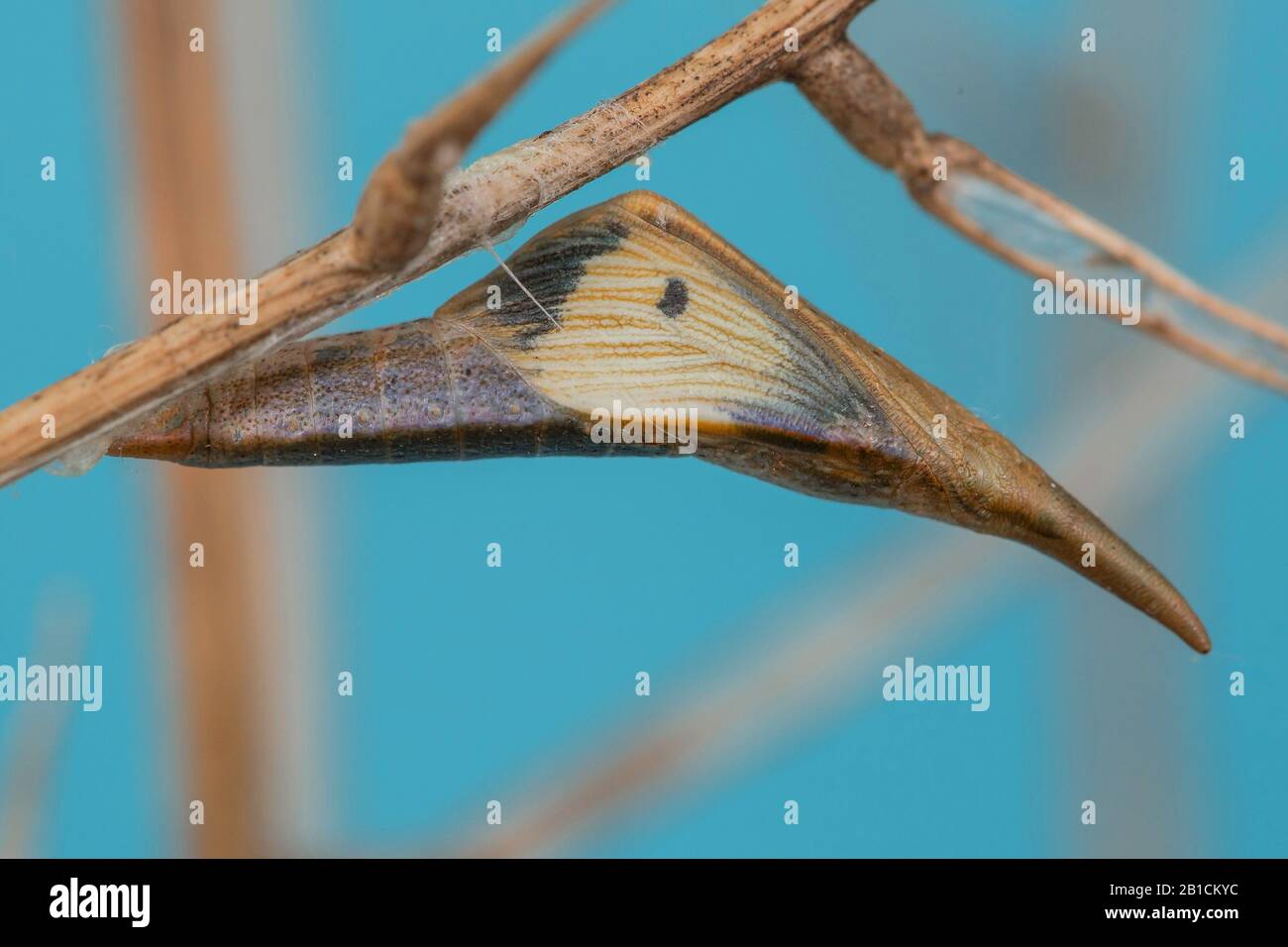 Orange-tip (Anthocharis cardamines), pupa at Alliaria petiolata, wingmaculation of a female visible, Germany, Bavaria, Niederbayern, Lower Bavaria Stock Photo