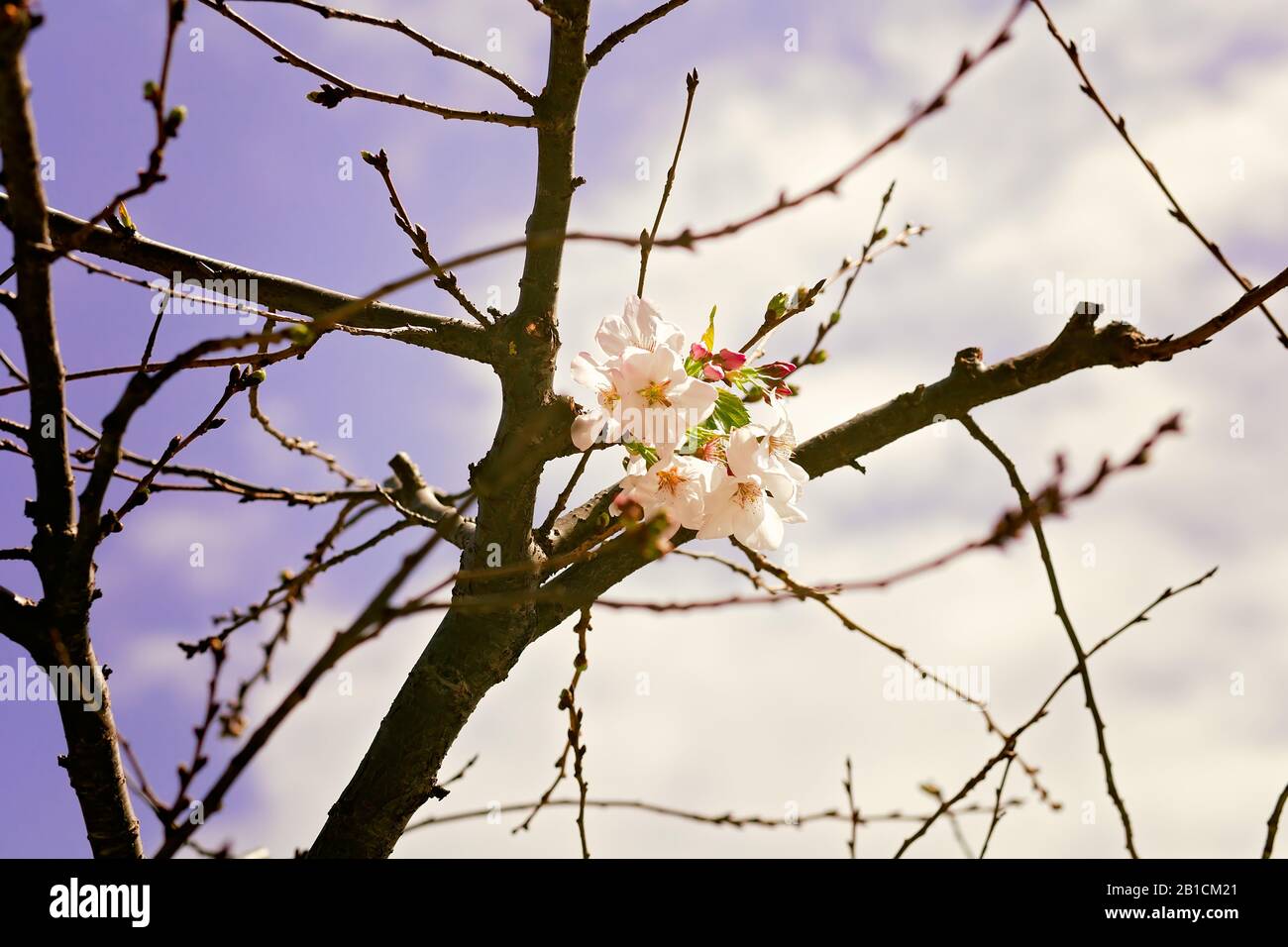 Cherry Blossom Tree Close Up With Pink Blossoms Starting to Bloom in