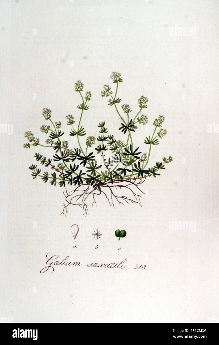 Galium saxatile — Flora Batava — Volume v7. Stock Photo