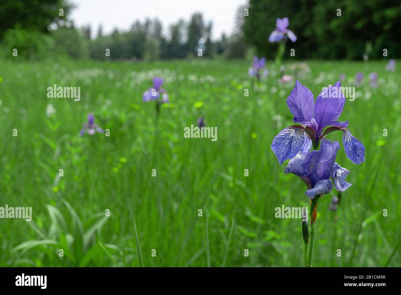 Siberian Iris, Siberian flag (Iris sibirica), blooming in a meadow, Germany, Bavaria, Oberbayern, Upper Bavaria Stock Photo