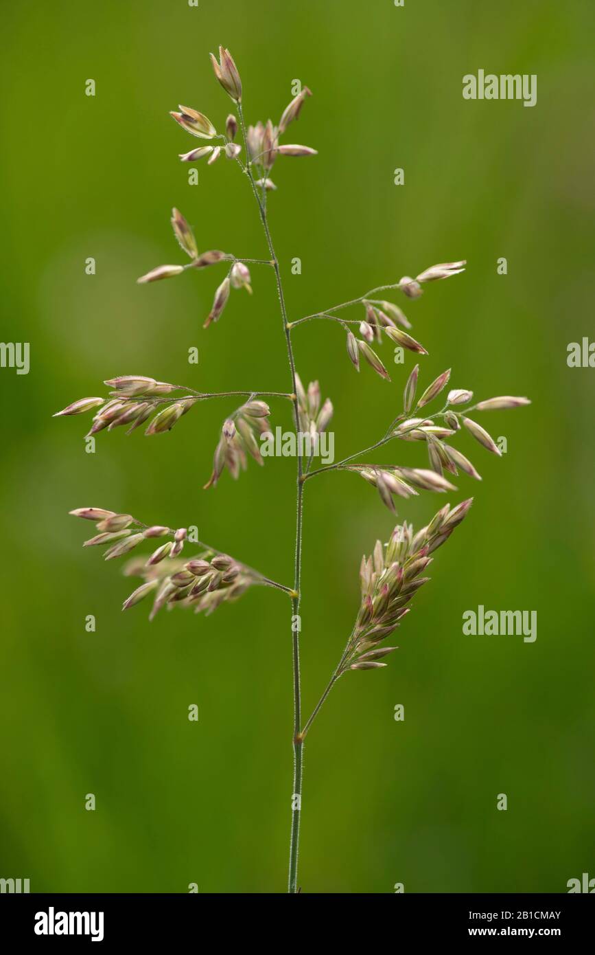 common velvet grass, Yorkshirefog, creeping velvetgrass (Holcus