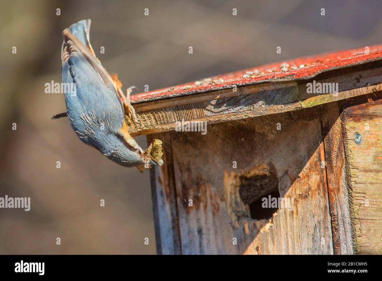 Eurasian nuthatch (Sitta europaea), upside down at a nestbox, plastering the entrance, Germany, Bavaria, Oberbayern, Upper Bavaria Stock Photo