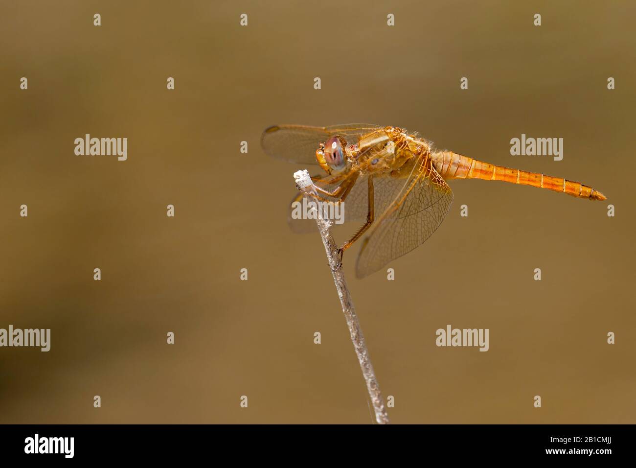 Broad Scarlet, Common Scarlet-darter, Scarlet Darter, Scarlet Dragonfly (Crocothemis erythraea, Croccothemis erythraea), Immature male, Spain, Huelva Stock Photo