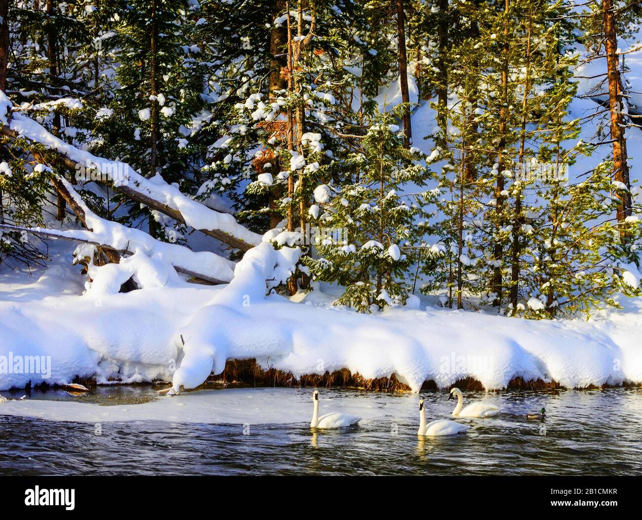 trumpeter swan (Cygnus buccinator), group on Madison river in winter, USA, Wyoming, Yellowstone National Park, West Yellowstone Stock Photo