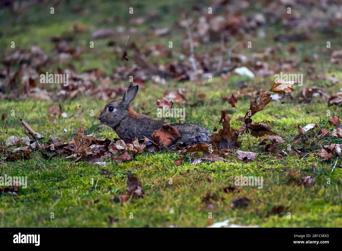 European rabbit (Oryctolagus cuniculus), jumping out the den, side view, Germany, Bavaria, Niederbayern, Lower Bavaria Stock Photo