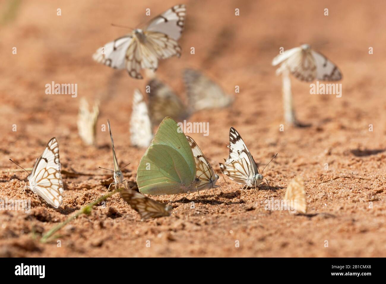 African Migrant (Catopsilia florella), and African Caper Whites; Belenois aurota, mud-puddling, Gambia Stock Photo