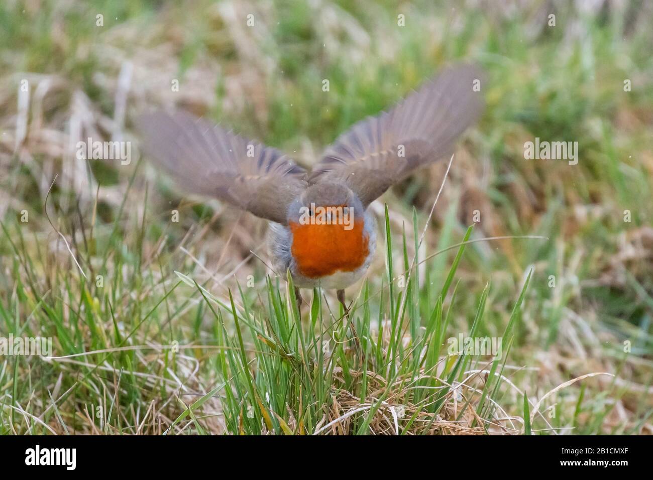 European robin (Erithacus rubecula), rousing Insekts from the grass, Germany, Bavaria, Niederbayern, Lower Bavaria Stock Photo