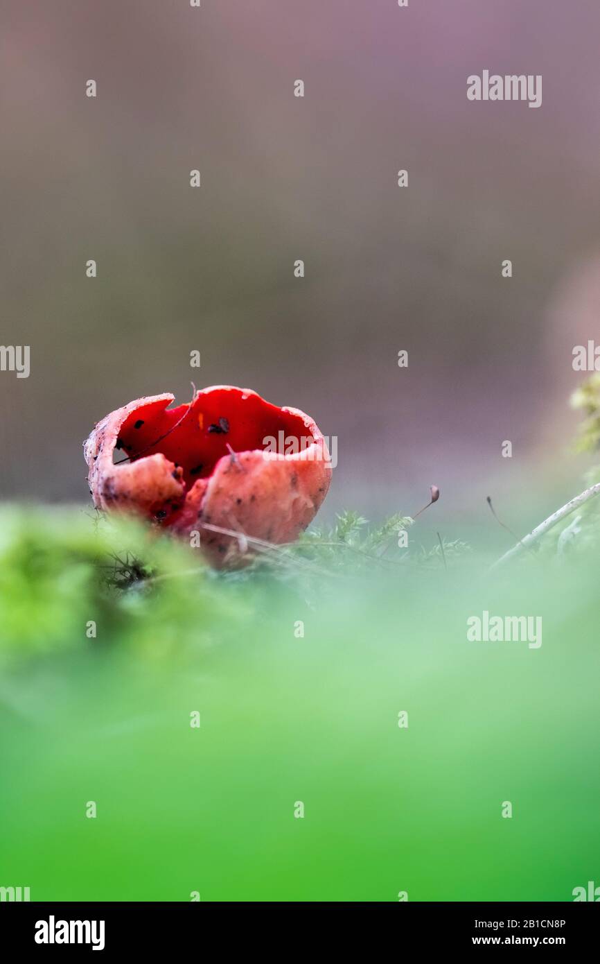 scarlet elf cup (Sarcoscypha coccinea), Netherlands, Flevoland Stock Photo