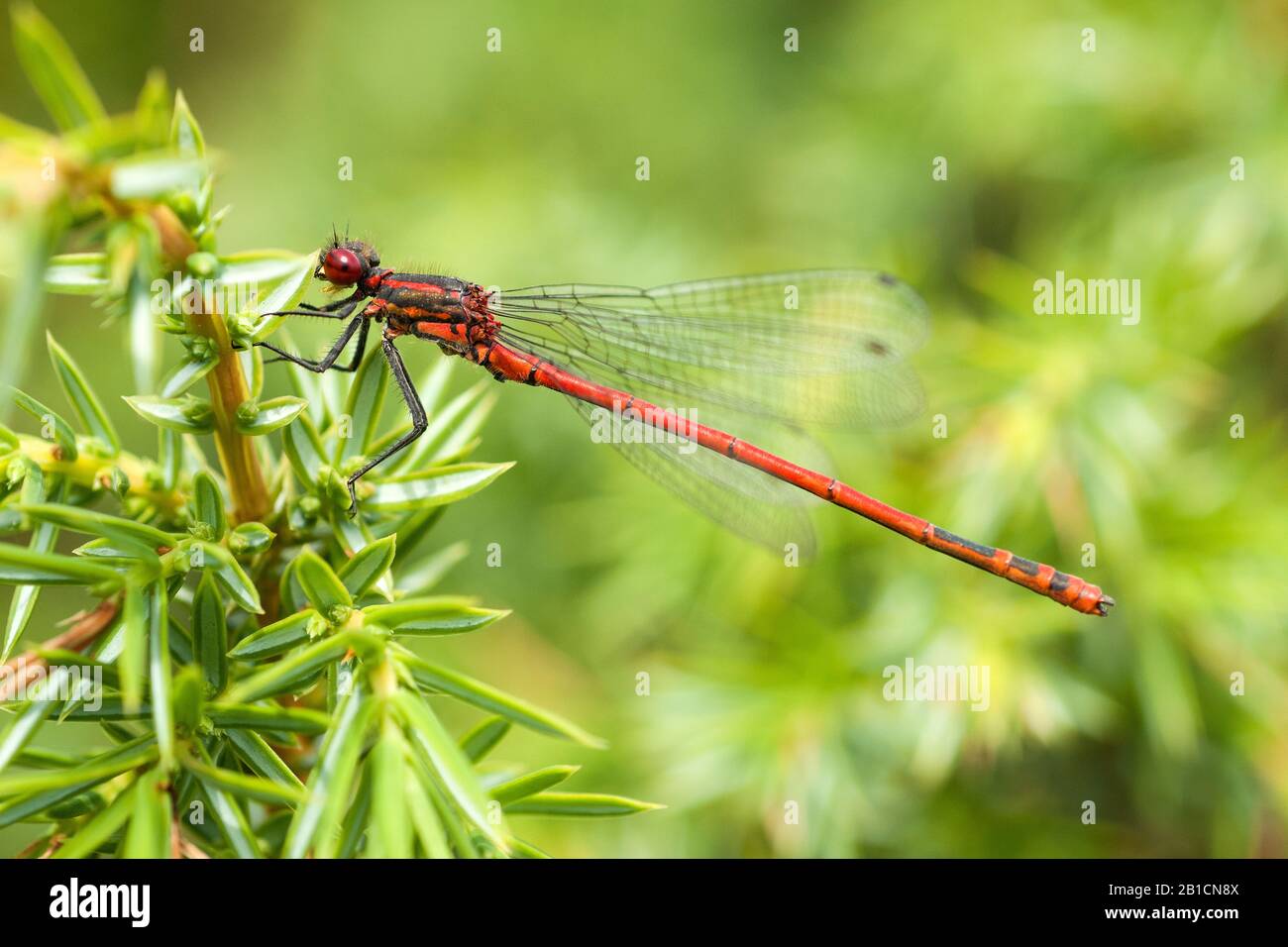 Large red male damselfly hi-res stock photography and images - Alamy