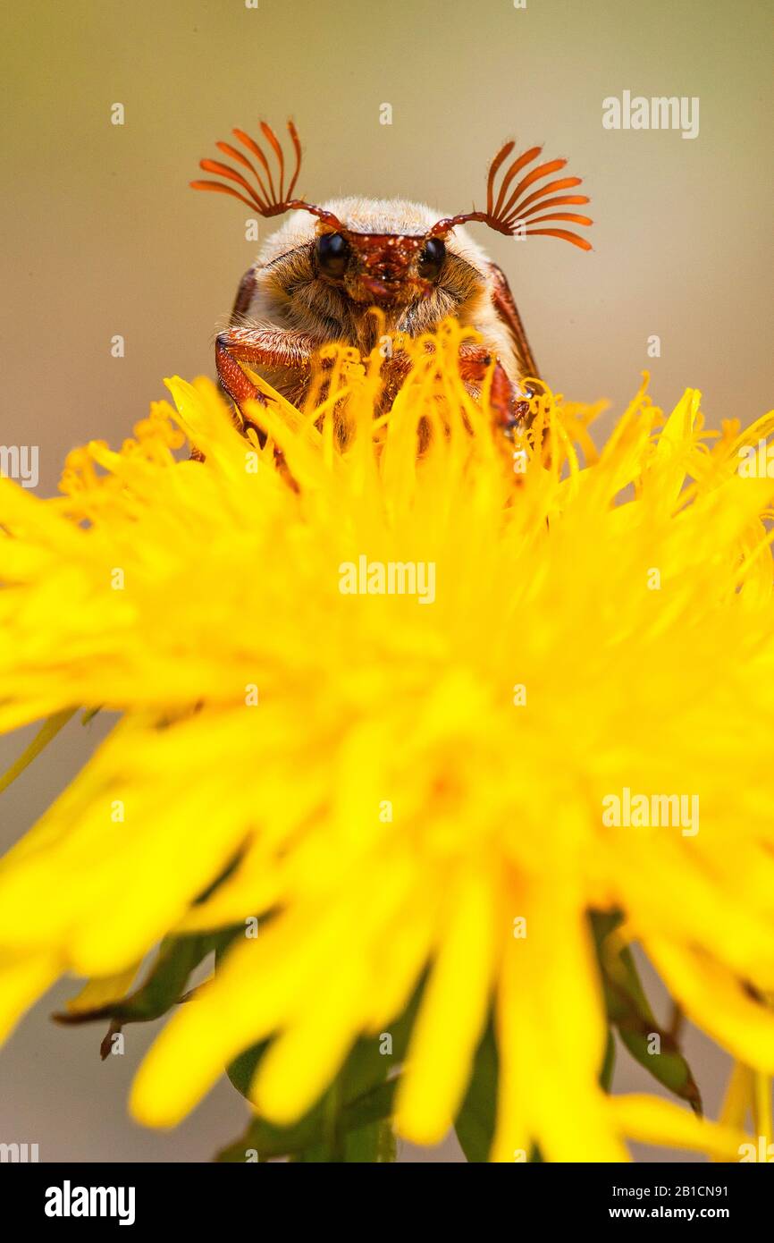 Common cockchafer, Maybug, Maybeetle (Melolontha melolontha), sitting on dandelion, Netherlands, Frisia, Delleboersterheide Stock Photo