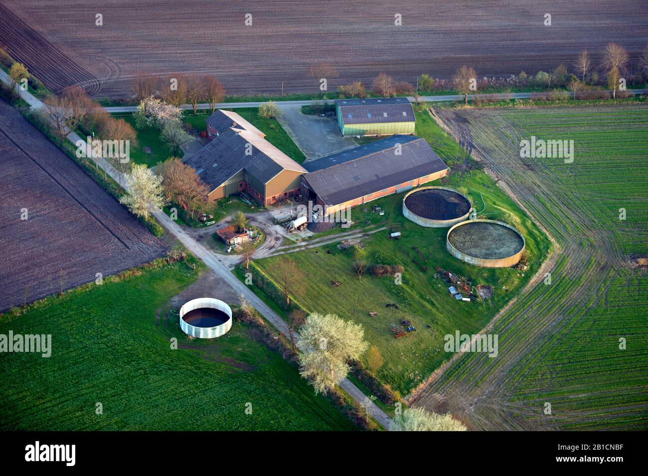 aerial view of a farmhouse in field landscape, Germany, Schleswig-Holstein, Eiderstedt Stock Photo