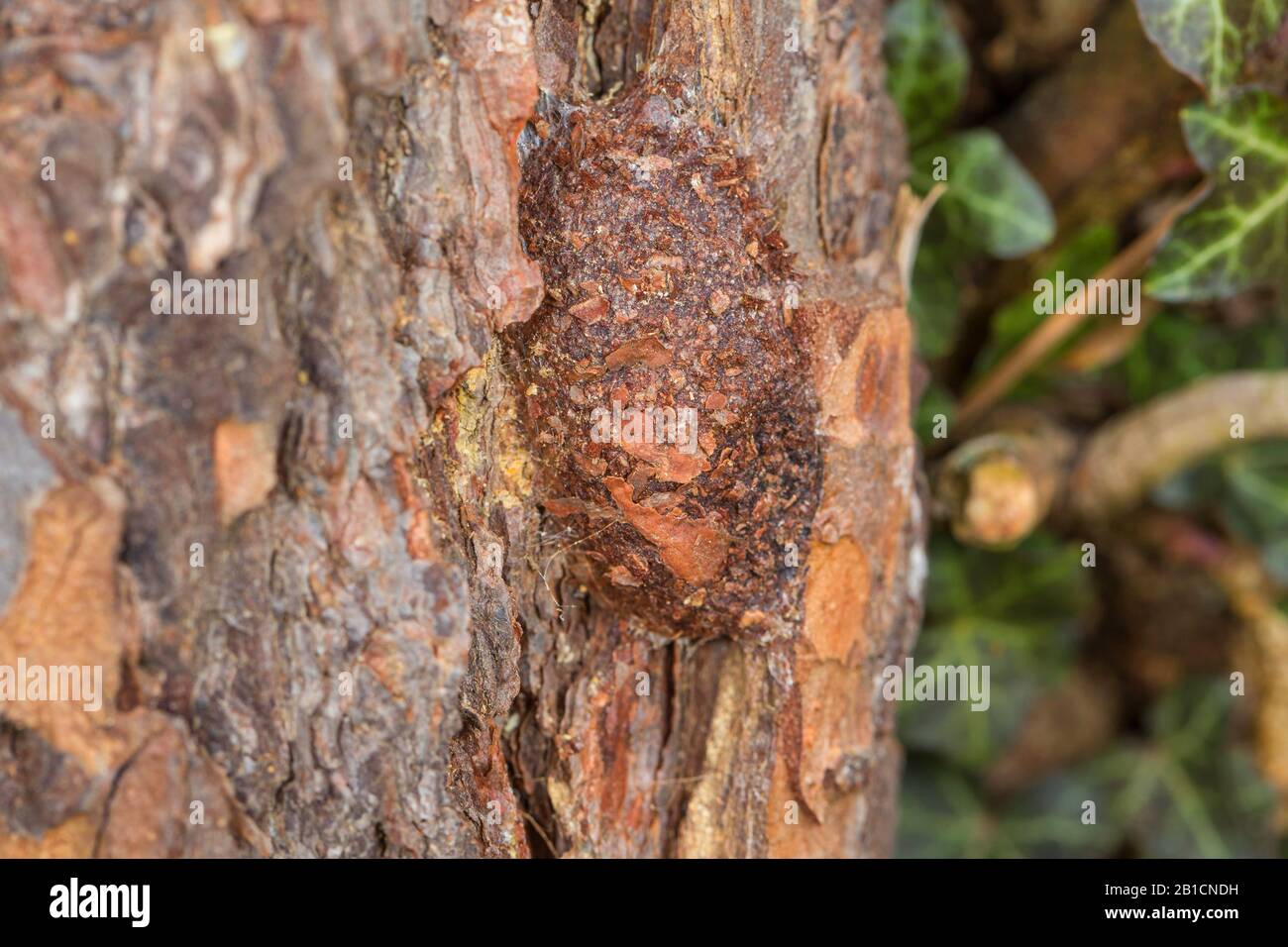 Puss moth (Cerura vinula, Dicranura vinula), cocoon made of wood chippings at a tree trunk, Germany, Bavaria, Niederbayern, Lower Bavaria Stock Photo